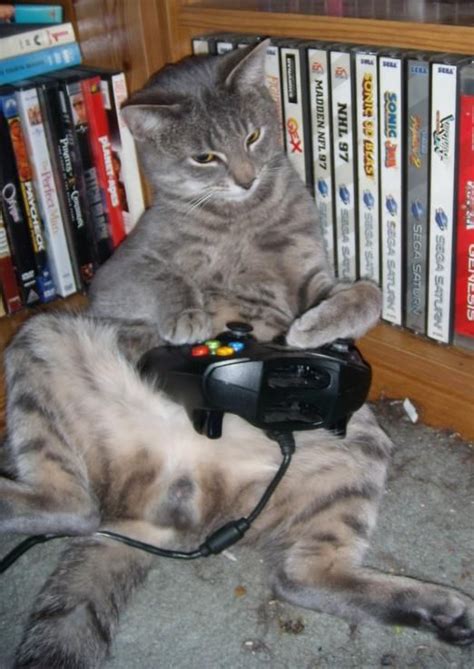 Cute Cat Holding Xbox Controller Funny Cat Pictures Funny Animal