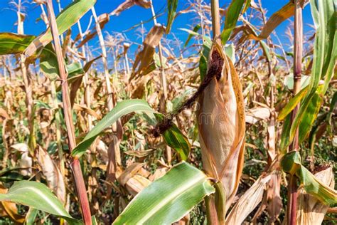 Corn Ears Of Grain Crops Stock Image Image Of Ripe 99716719