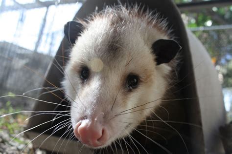 Virginia Opossum Back To Nature Wildlife Refuge
