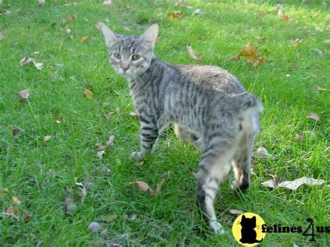 Find lynx in cats & kittens for rehoming | 🐱 find cats and kittens locally for sale or adoption in ontario : Desert Lynx Kitten for Sale: Hybrid Exotics 11 Yrs and 6 ...