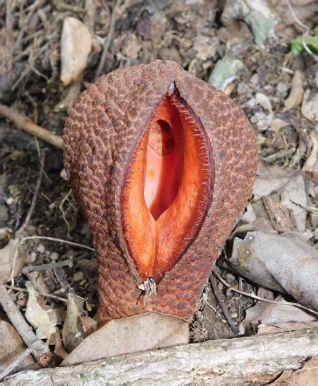 7 Flowers That Look Like Vaginas Plants That Look Like Vagina