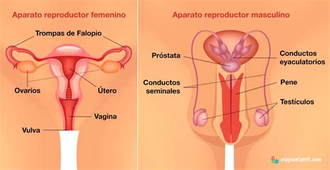 aparato reproductor femenino y masculino explicado para los niños etapa infantil