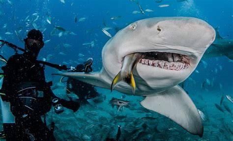 Lemon Sharks Hand Fed By Diving Tourists Off Florida Coast By John Chapa
