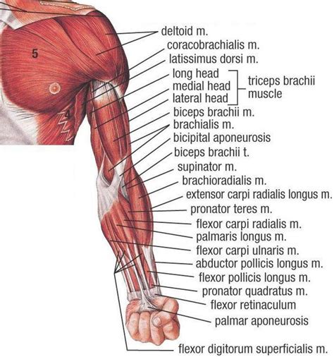Pictures Of Arm Muscles