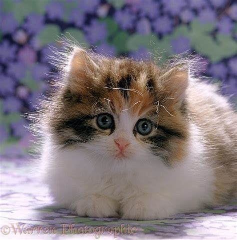 Cute Fluffy Calico Kitten Photo Kittens Cutest Beautiful Cats Baby Cats