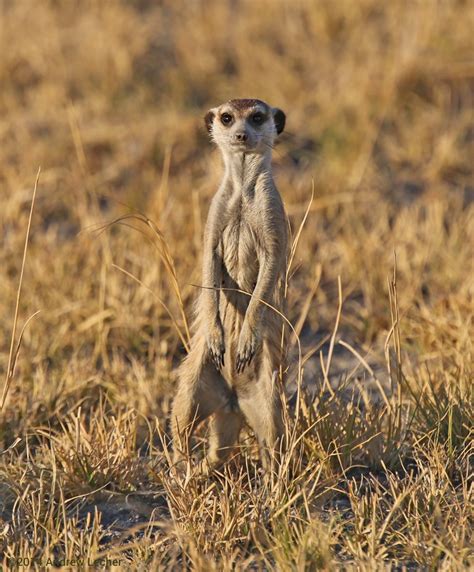 Images By Andrew Lecher Africa Southern Africa Meerkat