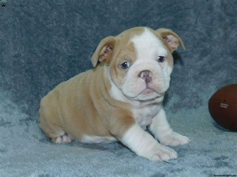 English Bulldog Mix Puppies For Sale Greenfield Puppies