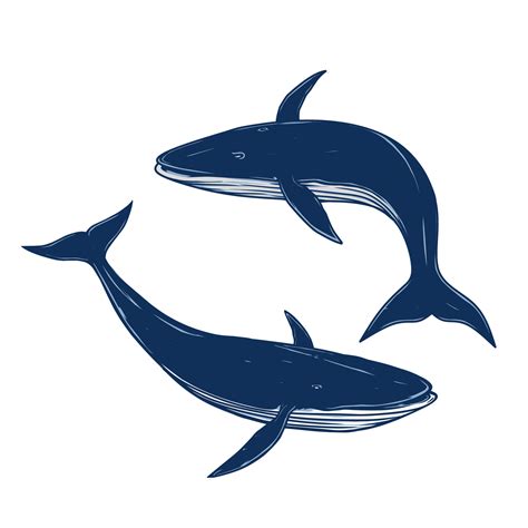 Two Whale With Different Pose Vector Drawing 25366646 Vector Art At