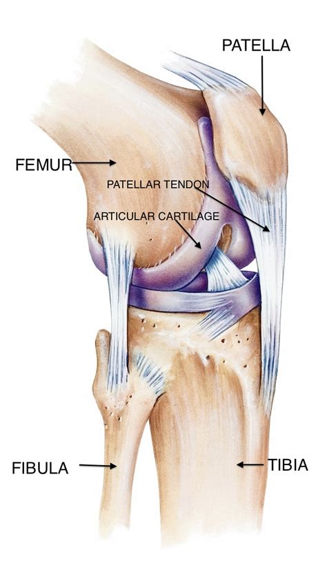 The knee joint is made up of bones, cartilage, ligaments, tendons, bursae, and meniscus. anatomy4fitness: July 2012