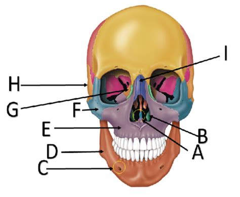 Bones of the Face | Human Anatomy Quiz - Quizizz