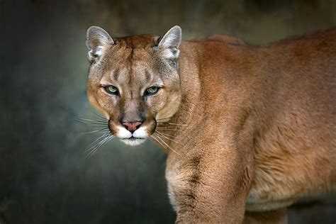 The Wild Cats Of North America Worldatlas