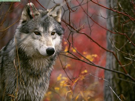 Wolves cull sick, old and genetically inferior elk and deer, allowing the wolves improve riparian areas. Wolves photos (I)