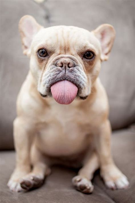 Cute French Bulldog Pictures Photos And Images For Facebook Tumblr