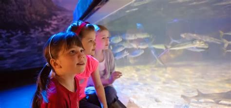 Sea Life Kansas City Aquarium Visit Kc