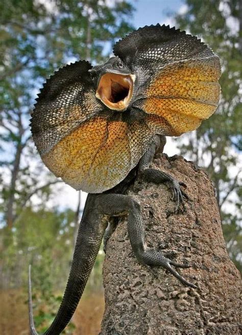 🔥 Frilled Neck Lizard Trying To Look Scary Rare To Not See One While Driving In The Outback Nth