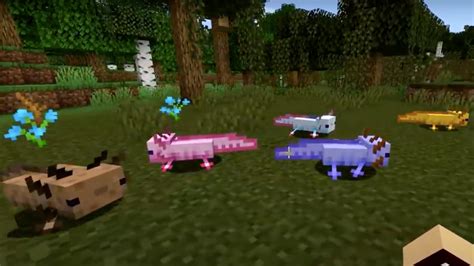 What Is The Rarest Axolotl In Minecraft Bedrock Edition Touch Tap Play