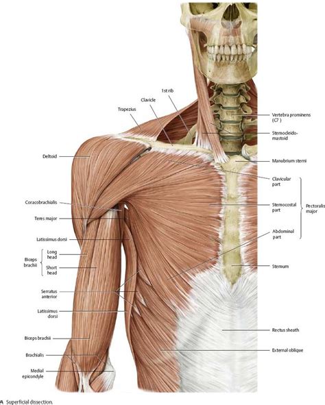 Shoulder And Arm Atlas Of Anatomy Human Muscle Anatomy Human Body