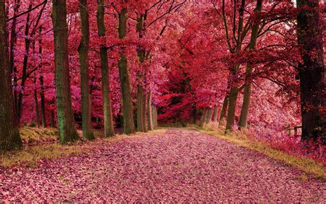 1920x1080 Fall Foilage Path Pink Trees Laptop Full Hd