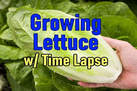 Growing Lettuce With Time Lapse