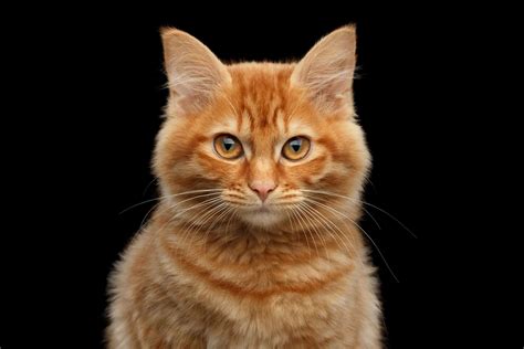 Orange Striped Tabby Cat