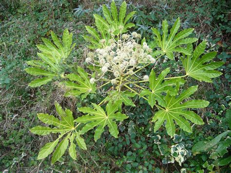 Fatsia japonica | Kiefer Nursery: Trees, Shrubs, Perennials