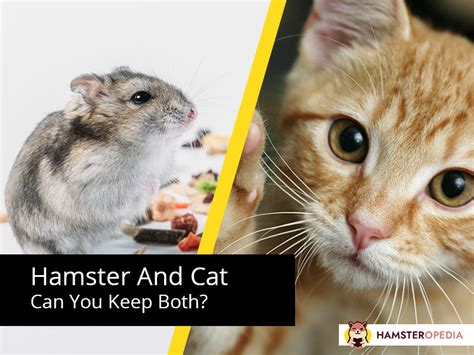 Cat And Hamster Can You Keep Both Hamsteropedia