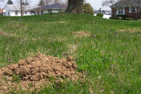 How To Repair Lawn Damage Caused By Moles Tips And Tricks