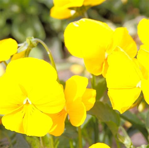 25 Yellow Flowers For The Happiest Garden In The Neighborhood Yellow