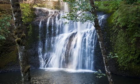 Spring and fall spawning runs for rainbow trout and chinook salmon. Hiker's guide to Silver Falls State Park, Oregon