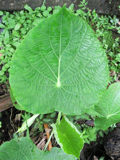 Check spelling or type a new query. The Phytophactor: Tropical peltate leaves