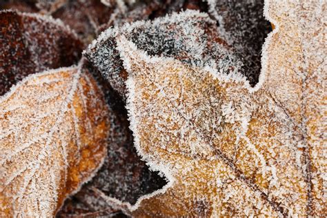 Frost On Leaves Free Stock Photo Public Domain Pictures