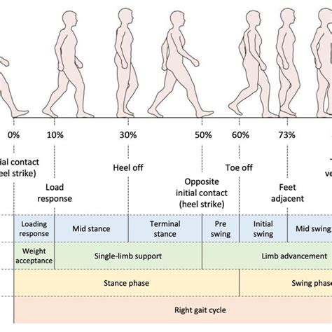 2 Visual Illustration Of Gait Phases And The Correponding Terminology
