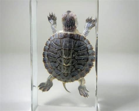Red Eared Slider Turtle In Resin Trachemys Scripta Insects In Resin