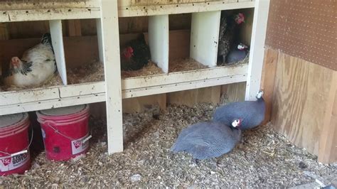 On average a guinea hen lay around 90 to 100 eggs per seasons. Guinea fowl in nesting box - YouTube