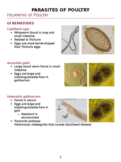 Parasites Of Poultry Gastrointestinal Tract Public Health