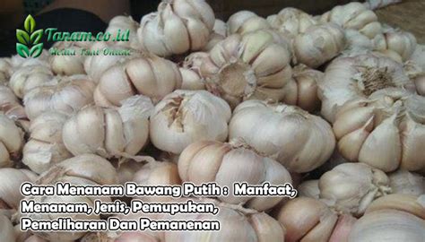 Berikut khasiat mengonsumsi bawang putih mentah untuk kesehatan tubuh. Cara Menanam Bawang Putih : Manfaat, Menanam, Jenis, Pemupukan