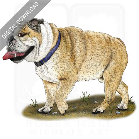 English Bulldog Signed Fine Art Print Inkart