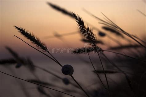 The Contours Of The Spikelets Of Grass Weeds At Sunset Evening Near