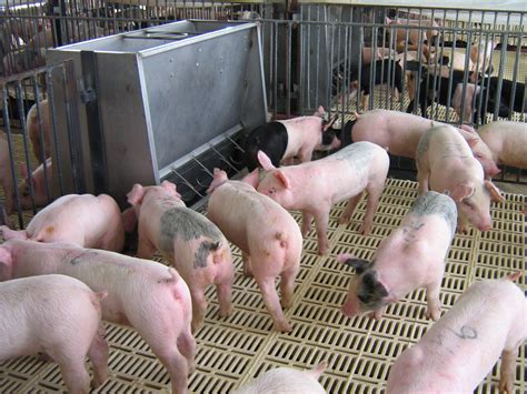 Swine Jones Feed Mills Ltd