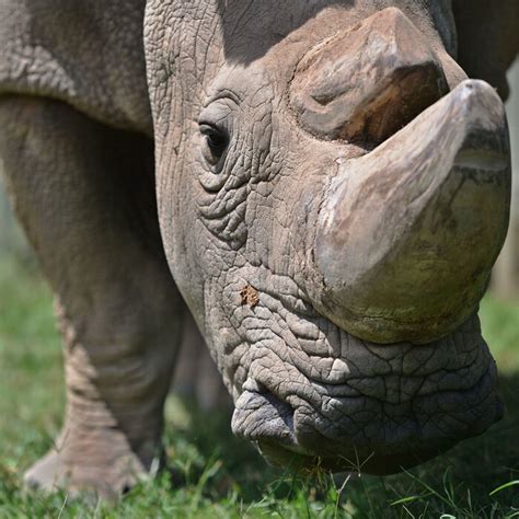 Sudan The Last Northern White Rhino Dies Aged 45 The G Point