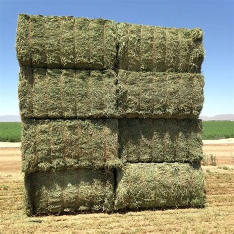 Compressed Alfalfa Hay Bales For Sale In Bulk Quantities The Leader