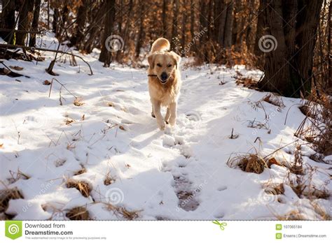 Golden Retriever In The Snowy Forest Stock Photo Image Of Outdoor