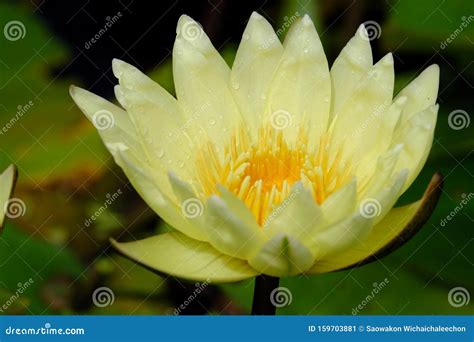 Close Up Yellow Lotus Flower Blossom In A Botanical Garden With Blurred