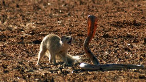 Ces animaux sont des prédateurs de serpents Page homenal