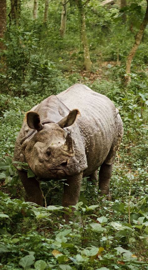 Endangered One Horned Rhinos Roam In Chitwan National Park Nepal