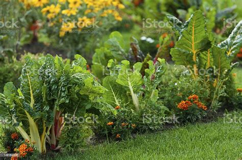 Beautiful Garden With Leafy Vegetables And Bright Colored Flowers Stock