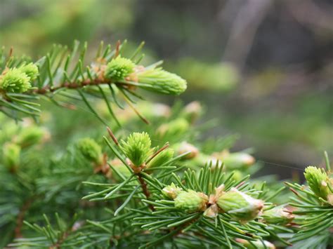 Norway Spruce Tree How To Grow And Care For Norway Spruce Trees