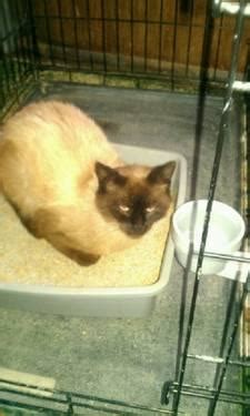 Maybe you would like to learn more about one of these? Siamese - Xp Bentley Siamese - Medium - Young - Male - Cat ...