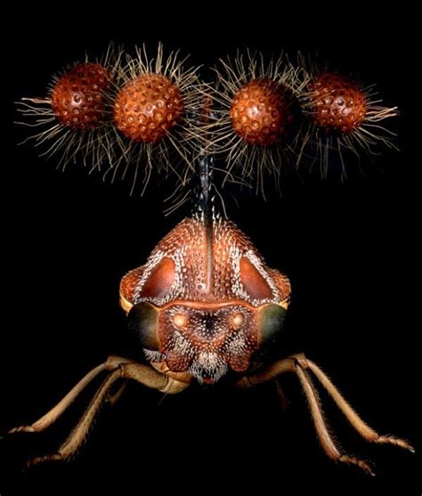 Thescienceofreality 10 Insects That Look Like