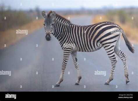 Best Zebra Photo Hi Res Stock Photography And Images Alamy